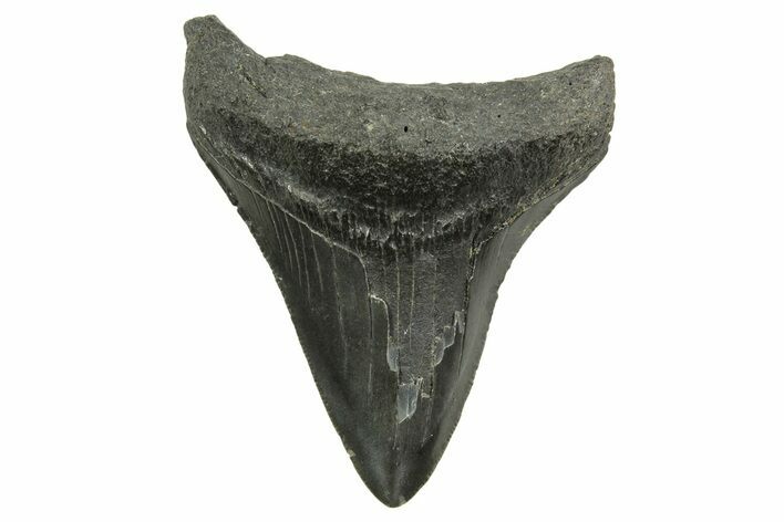 Bargain, Megalodon Tooth - South Carolina #375973